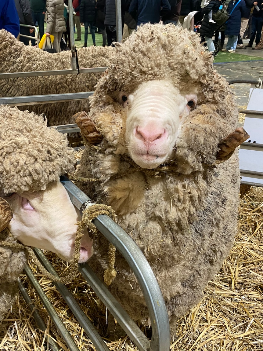 ‘It goes to impress all people’: Sheep farmers warn foot-and-mouth outbreak will power up costs