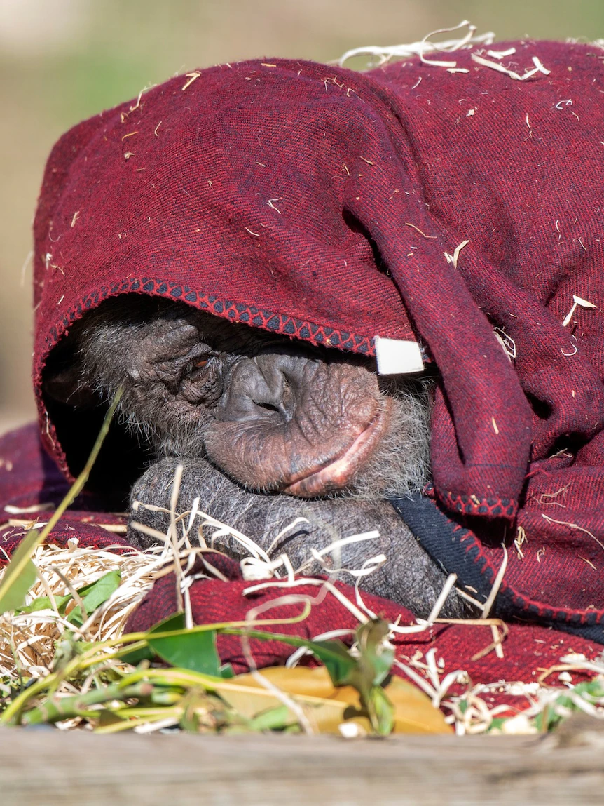 Zoo chimpanzees recovering from human respiratory illness RSV with tea and soup