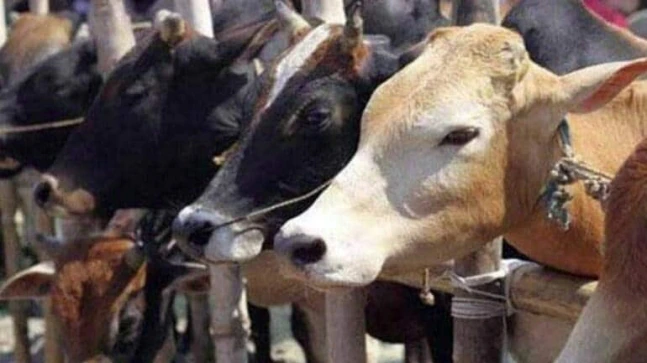 Chhattisgarh govt to earn cow urine at Rs 4 per litre under Godhan Nyay method