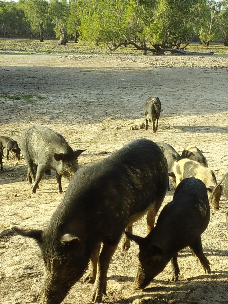 6,000 pigs shot in Kakadu as aerial culling resumes three years after chopper shatter