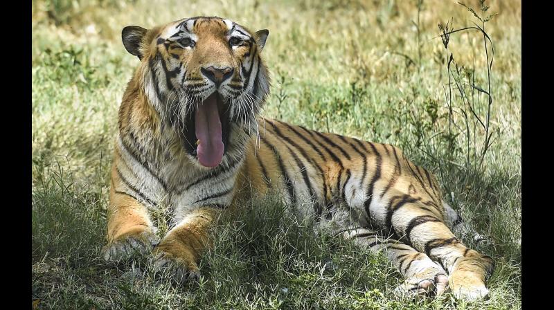 Cattle grazer narrowly escapes demise in tiger assault