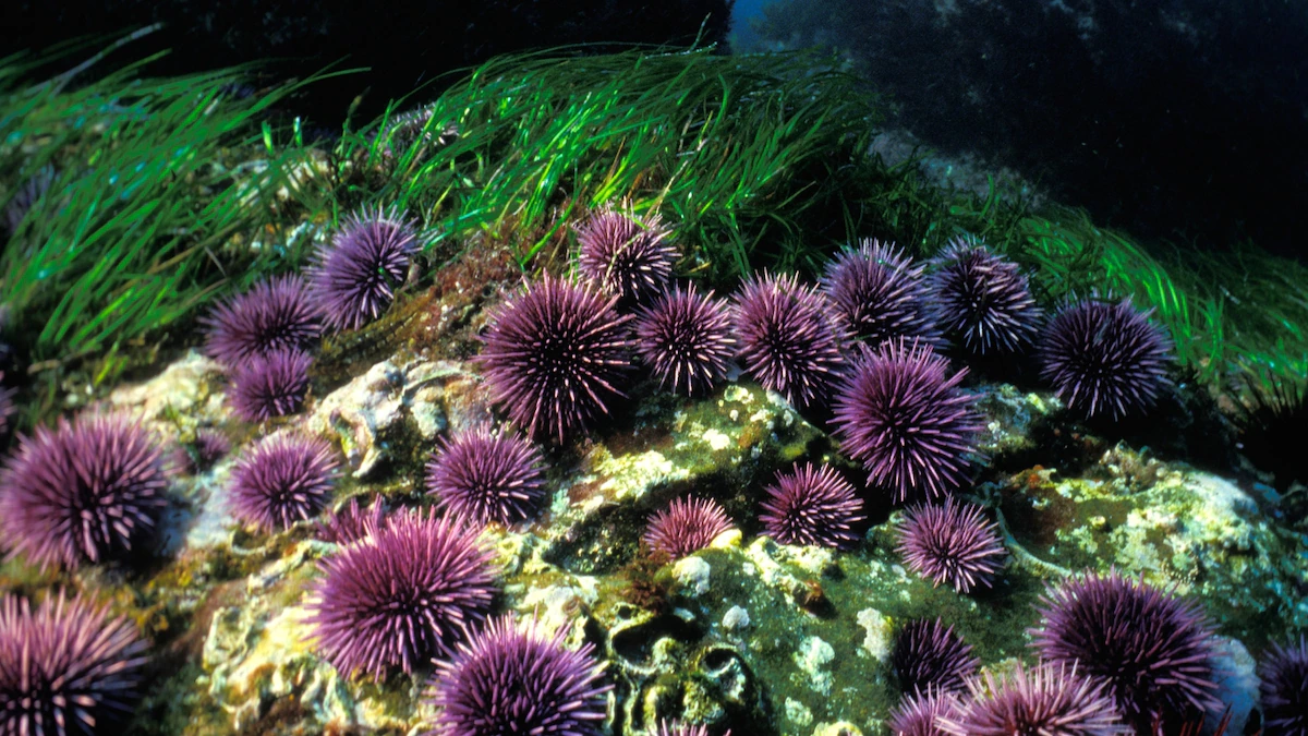 Must abet California’s kelp forests? Issue sea urchins.