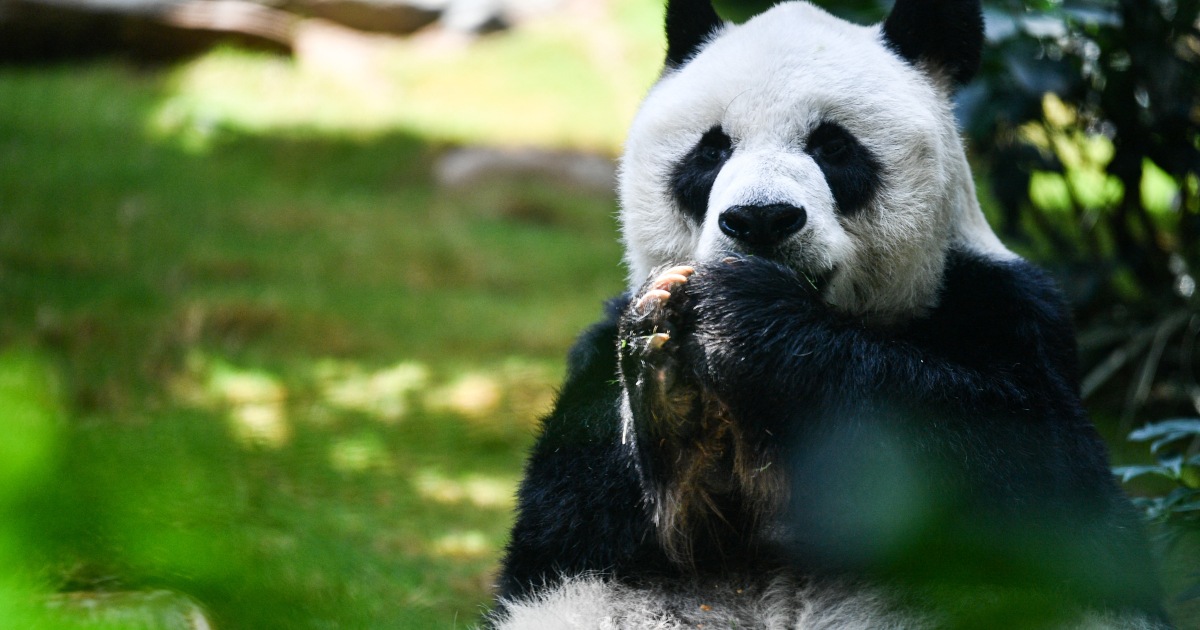 An An, world’s oldest male panda in captivity, dies at 35