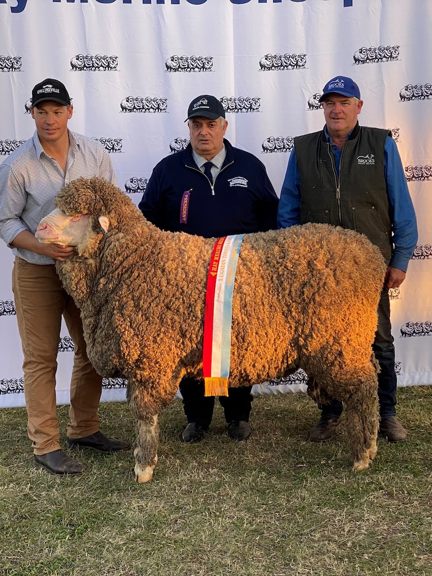 ‘A in reality immense sheep’: Australia’s most costly Merino ram in a long time sells for $115,000