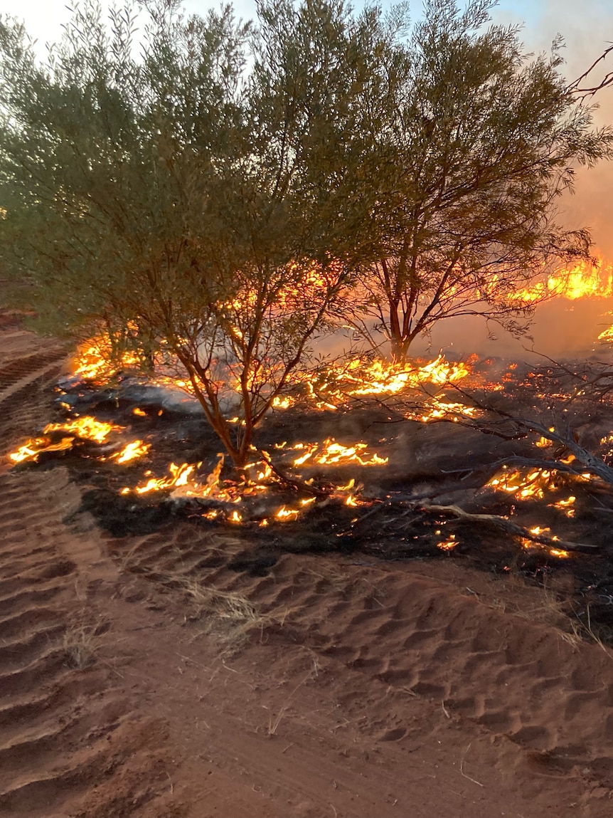 Situation owners fling executive bodies to salvage ‘more organised’ after horrendous bushfire season in WA’s Gascoyne