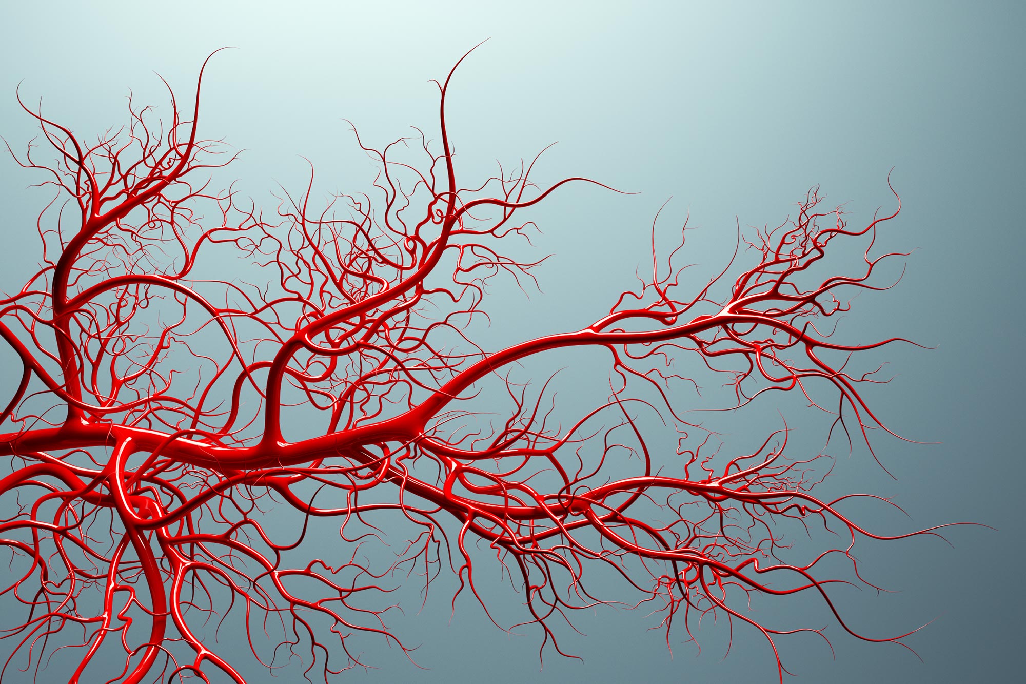 Scientists Leer That Blood Vessels Remember Their Origins