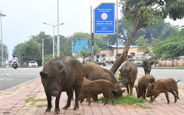 Pig threat leaves residents fuming in Visakhapatnam