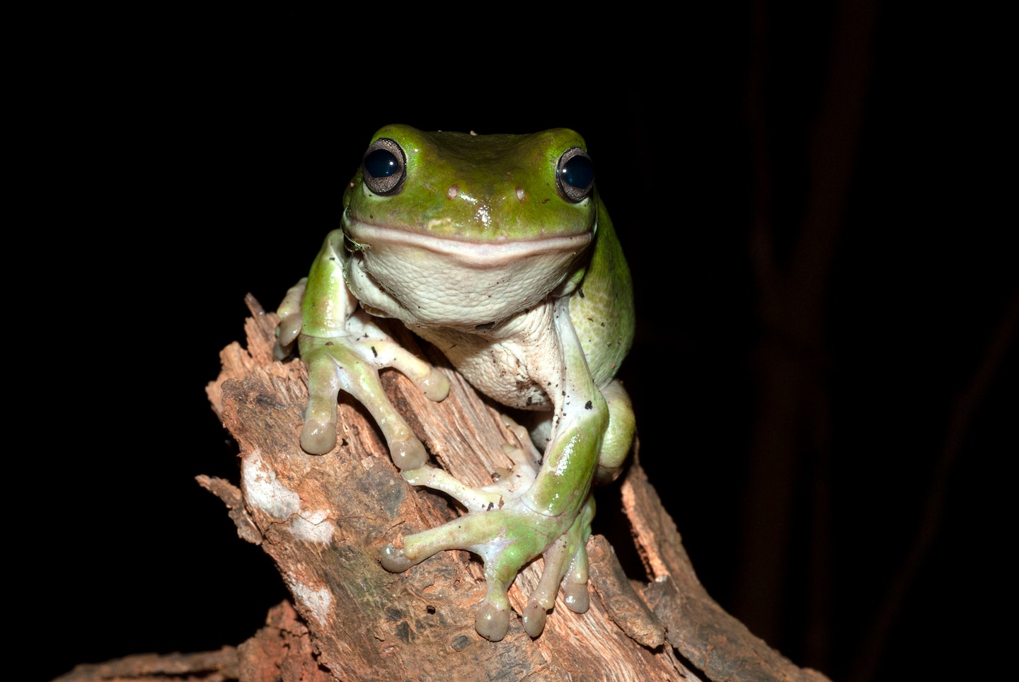 Hundreds of dreary and dying frogs realized across Australia – The Washington Put up