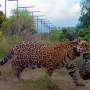 First wild jaguars in 70 years born in Argentina nationwide park