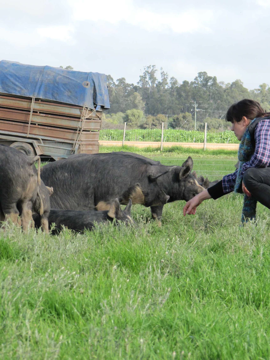 Have to aloof a neighborhood council be ‘performing esteem entrepreneurs’ to obtain an abattoir for farmers?