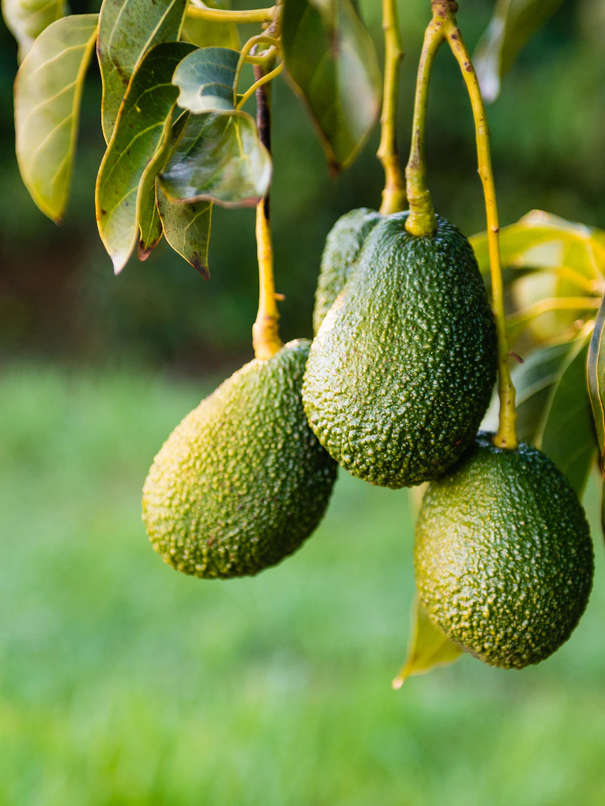 Traders throw $5.9 million at avocado tree farm amid world glut