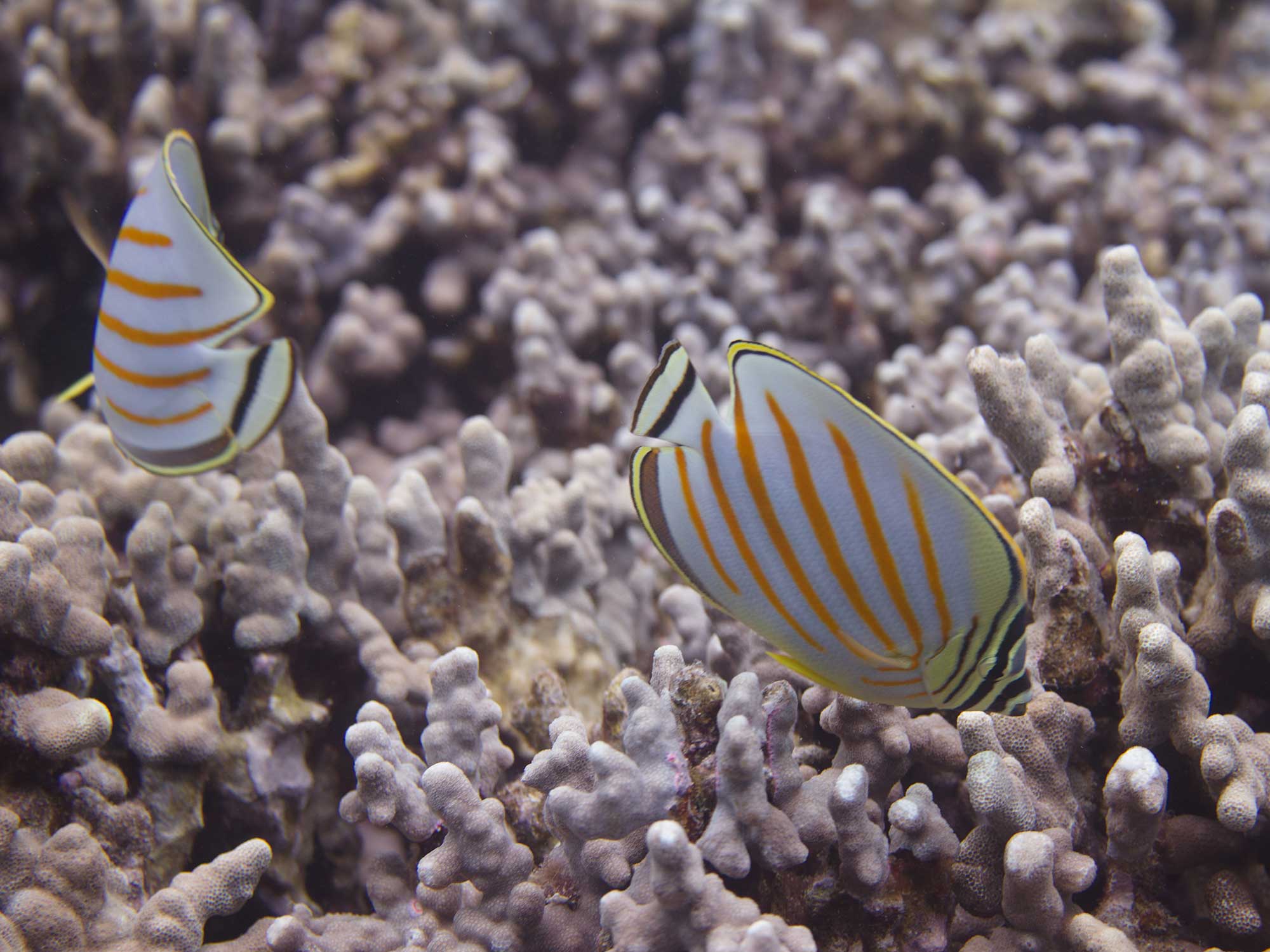 Fish poop could possible back fight coral reef bleaching