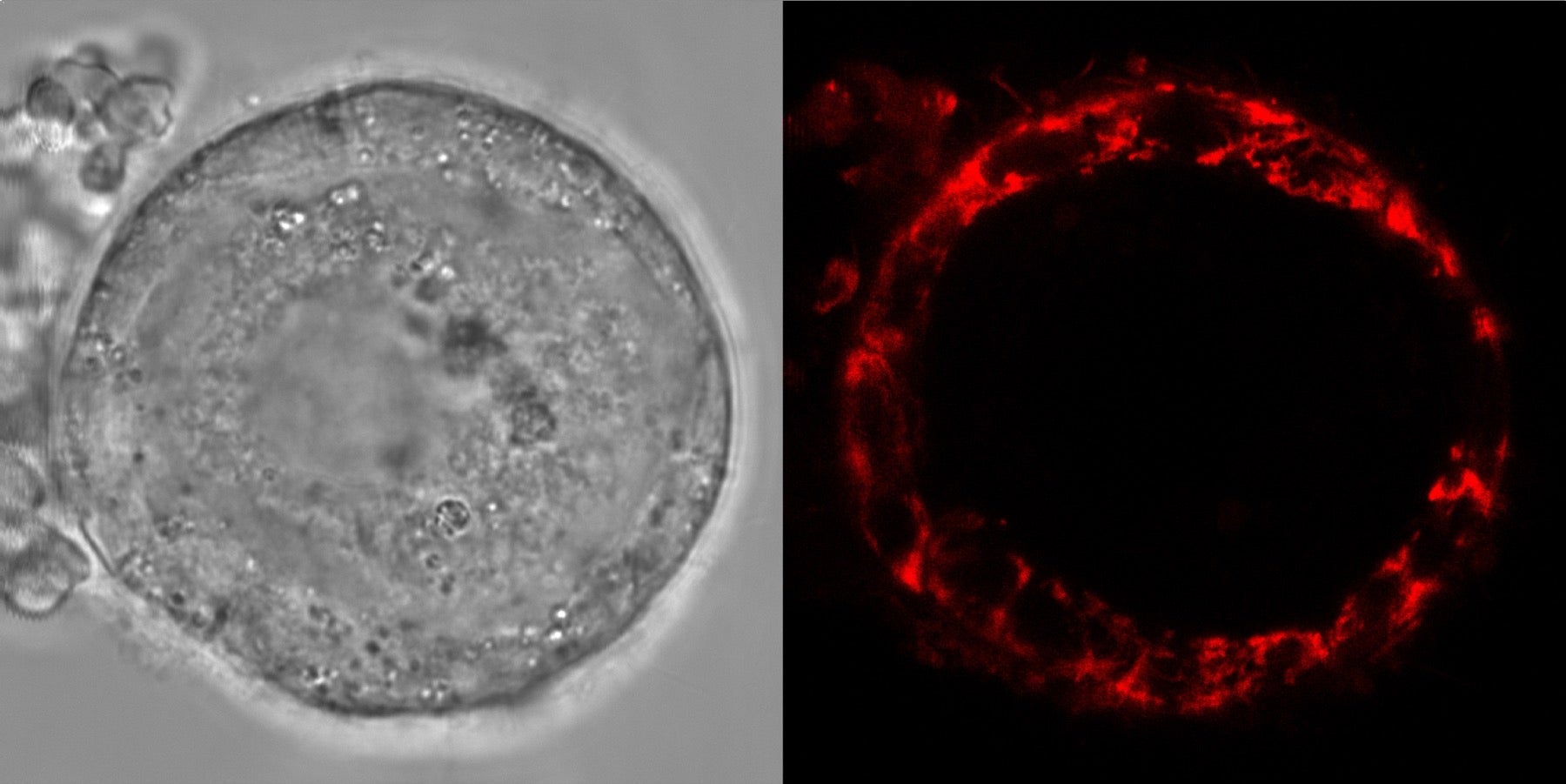 Human eggs have a ‘standby battery mode’ that allows them to final a long time