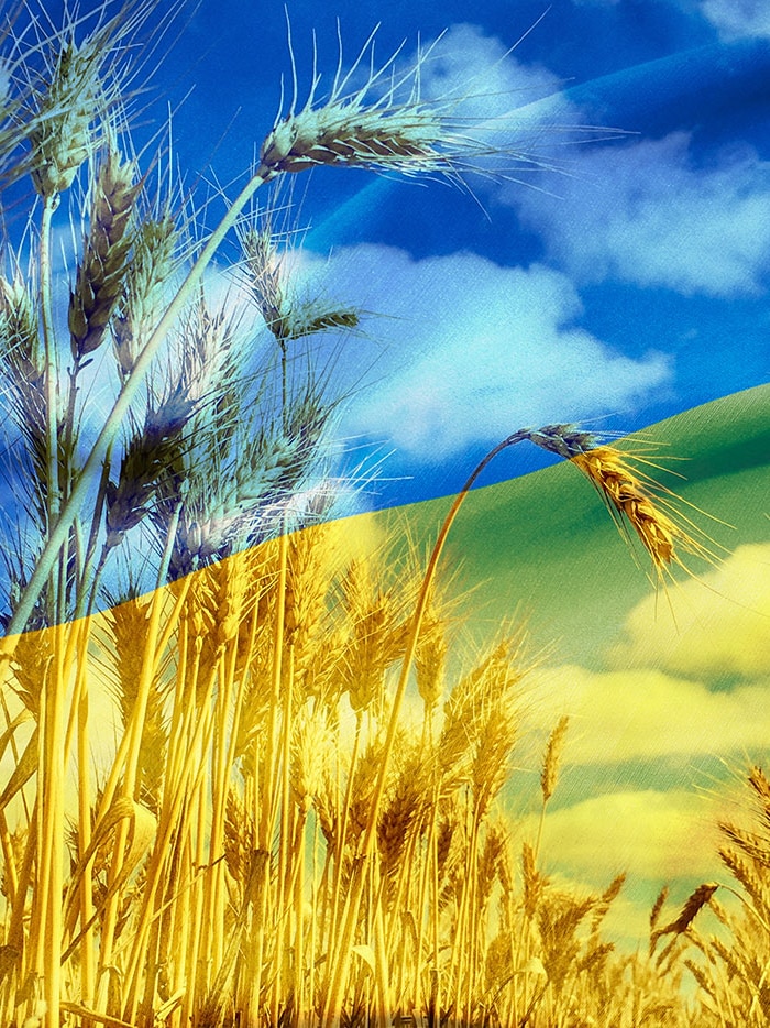 Grain prices topple in expectation of Russian-Ukrainian deal