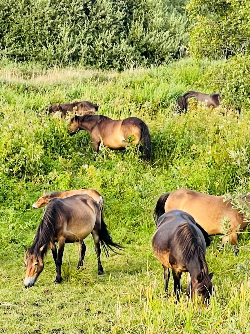 These ponies are conservationists, bucking a trend by conserving a rare ecosystem