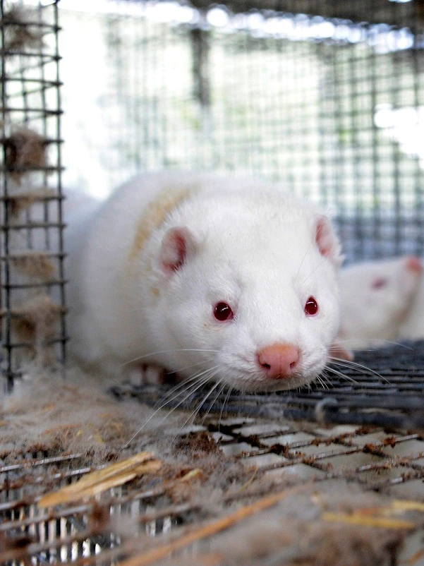 Two years on, Denmark’s mink replace says that is now not going to recuperate from mass COVID culls