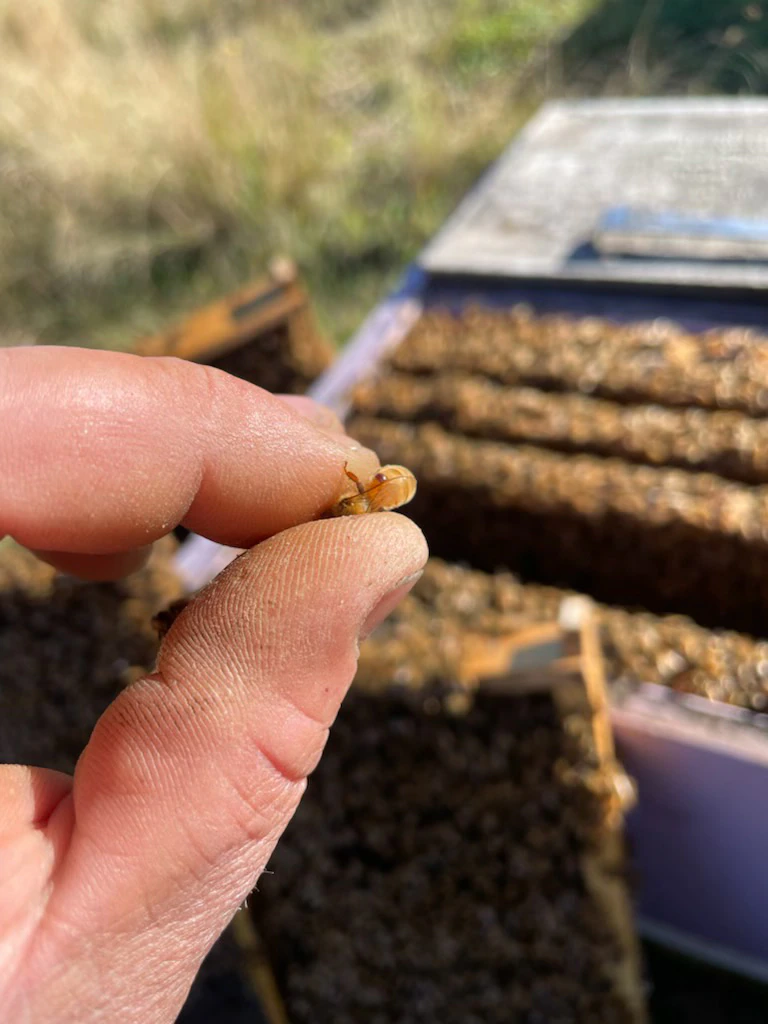 Researchers working previous traditional time to interact fight to varroa mite