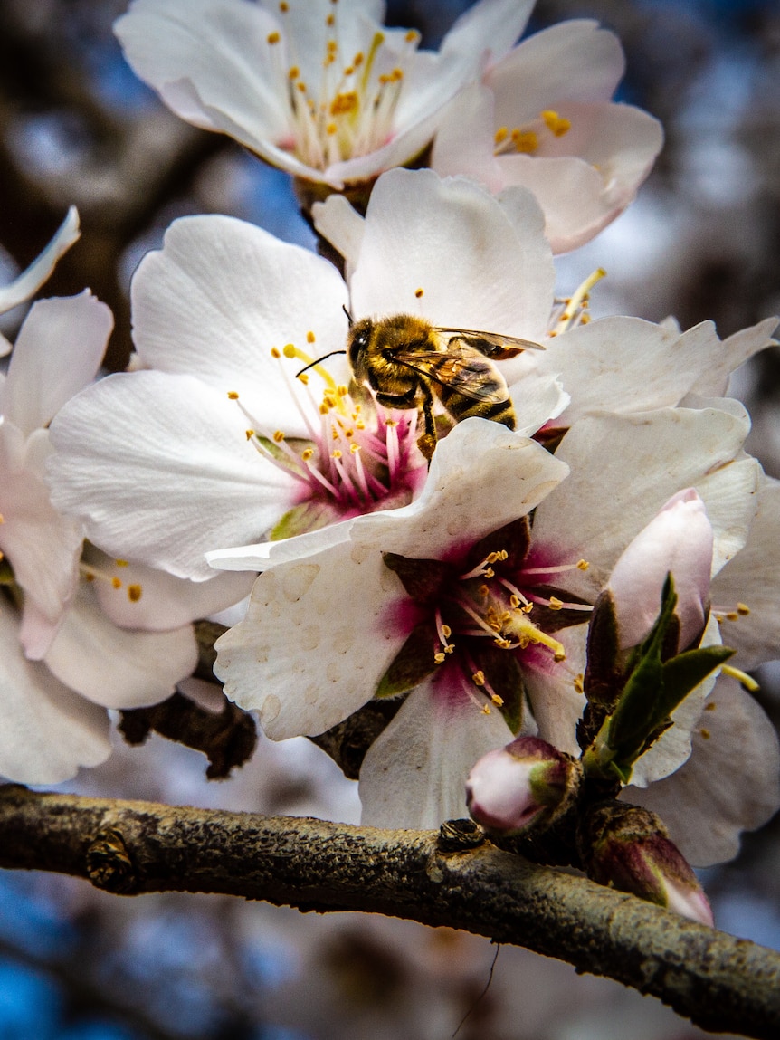 Varroa mite leaves Victorian almond industry 65,000 beehives short for pollination