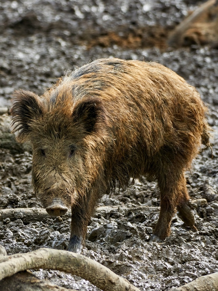 Calls for feral pig cull to stem foot-and-mouth illness menace