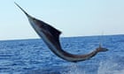 Lady on Florida boat gored by 100lb sailfish that jumped from water