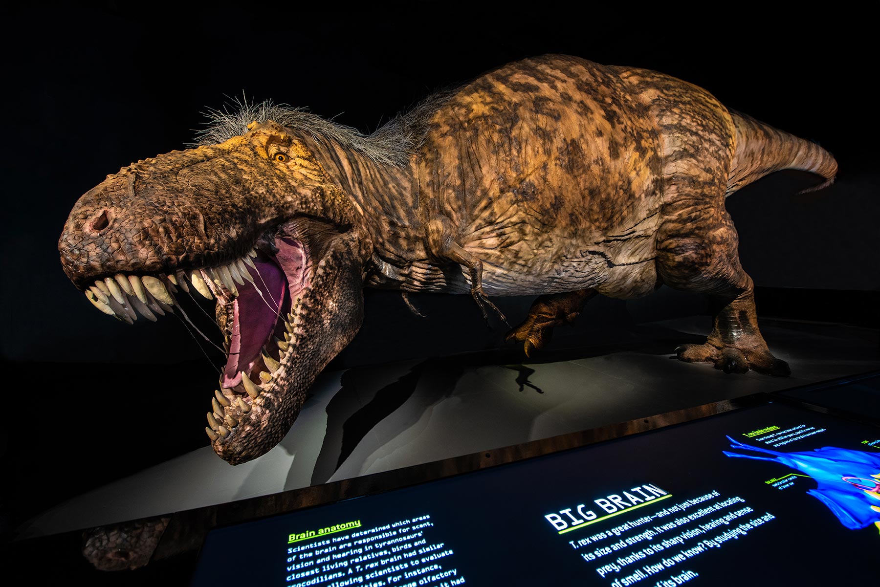 “Intrepid Theory” That T. rex Used to be 3 Species Rebutted – “Tyrannosaurus rex Remains the One Gorgeous King of the Dinosaurs”