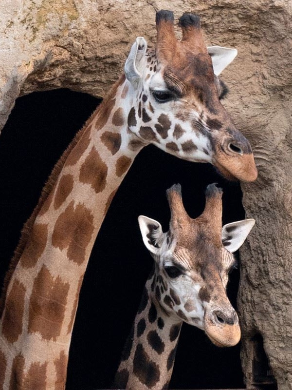 Zoos ban public gain admission to to licensed animals amid foot-and-mouth illness risk