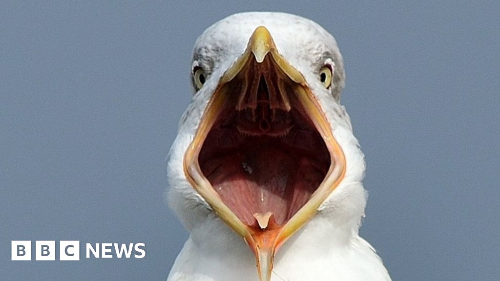 Fowl poo pollution posters at Scottish seashores challenged by experts