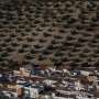 Drought threatens Spain’s ‘green gold’ harvest