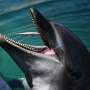 ‘Don’t dash shut to’: Japan beachgoers warned over biting dolphin