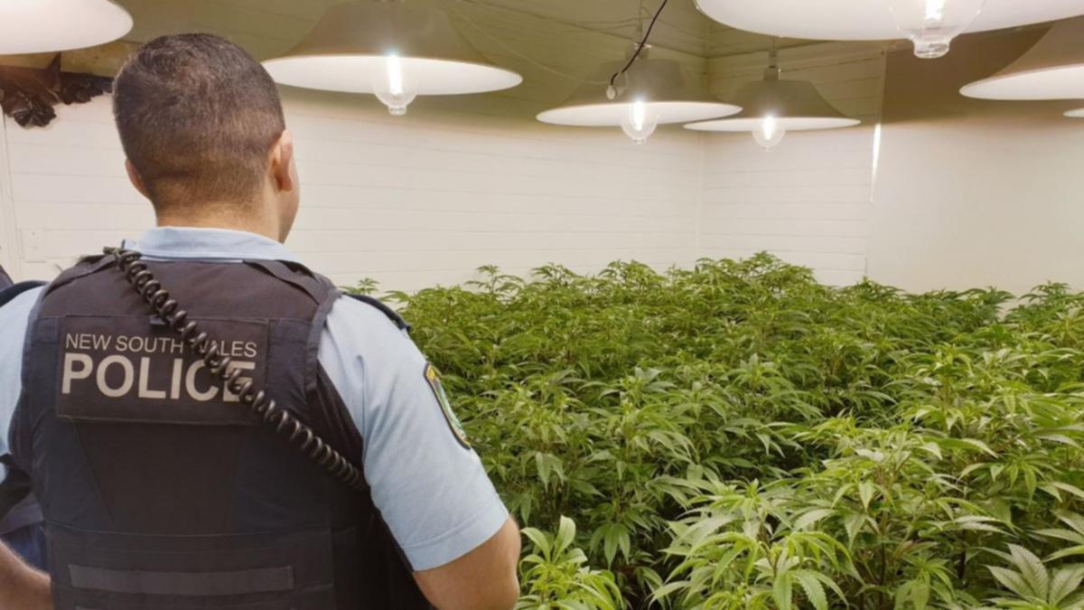 Nearly $2 million price of unlawful cannabis ‘weeded out’ in indispensable drug bust