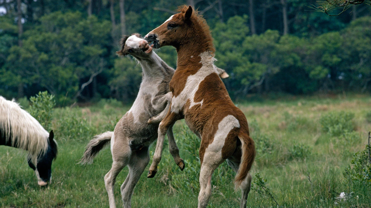 Preferred Chincoteague ponies’ legendary origins could perhaps perhaps well be valid