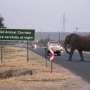 Metropolis life or farm life? When elephants adapt to diversified human constructing