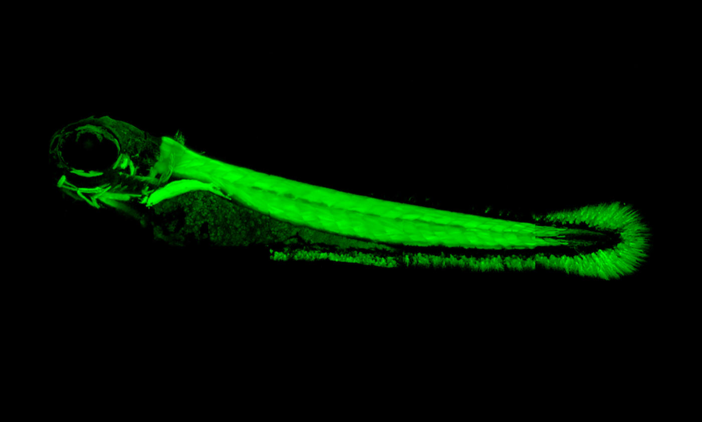 How Did Electric Eels Turn out to be Electric?