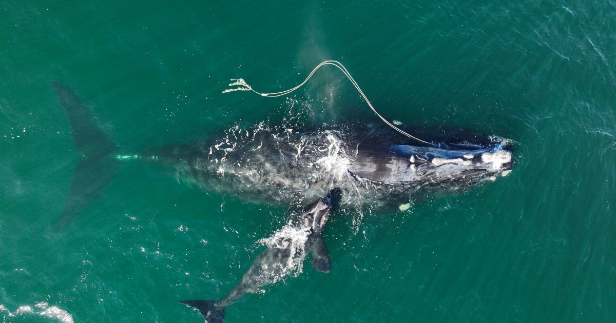 Ships need to dull all of the vogue down to avoid losing endangered whales, US gov’t says