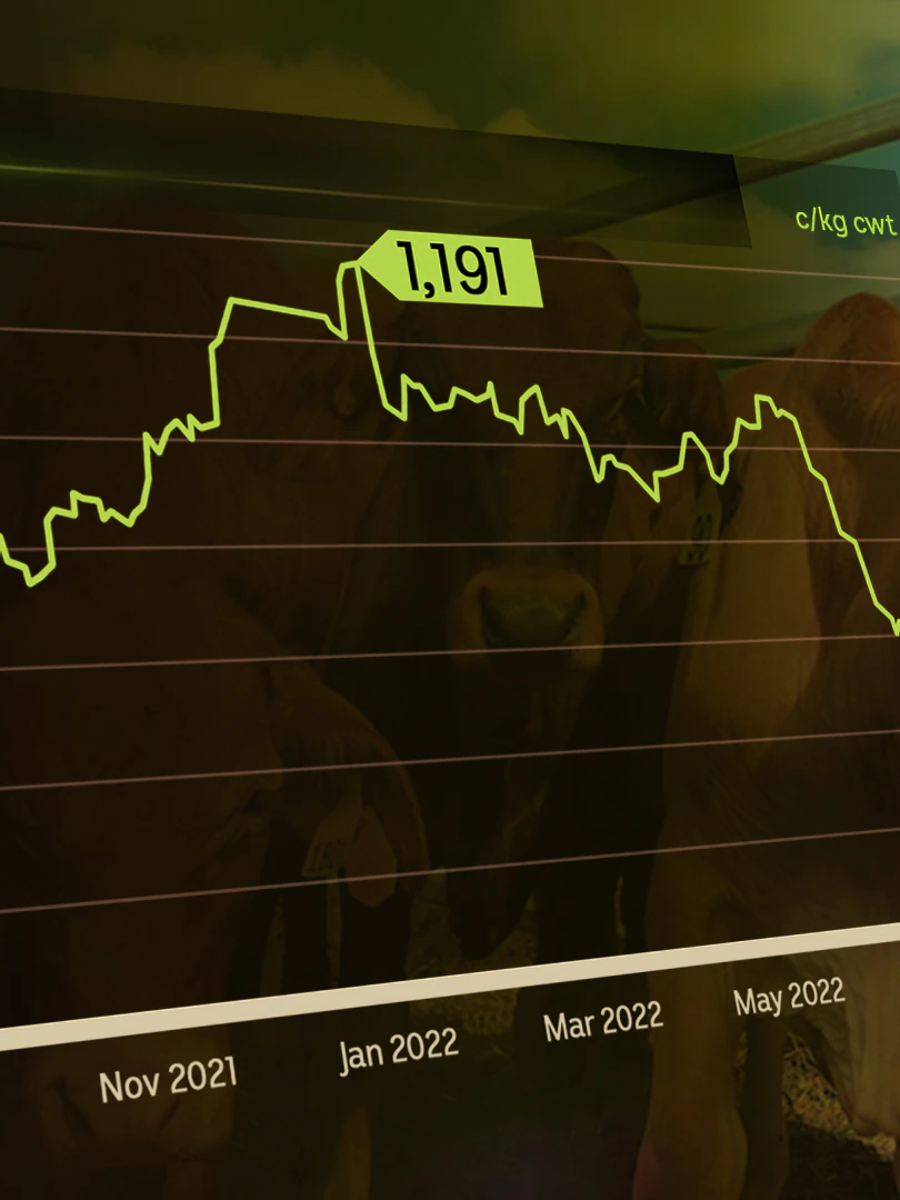 Cattle prices are falling. Is misfortune of foot-and-mouth illness to blame?