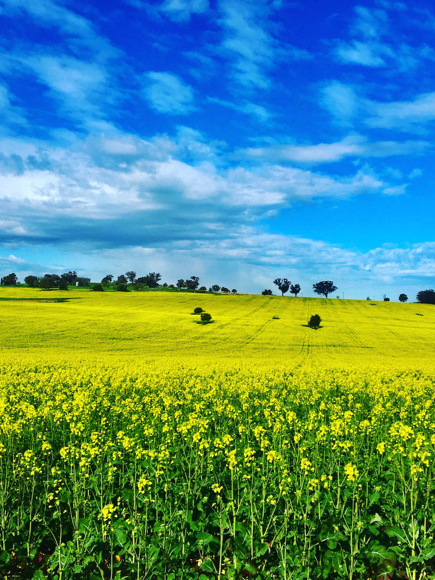 Paddocks to bloom luminous yellow as farmers peek bumper gash