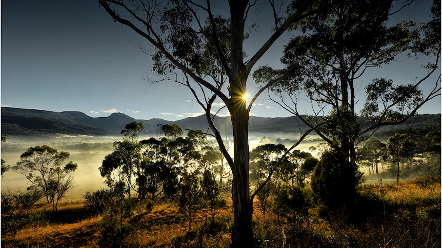 Eucalypts are icons of the Australian panorama, nonetheless their household tree is shrouded in thriller – ABC Info