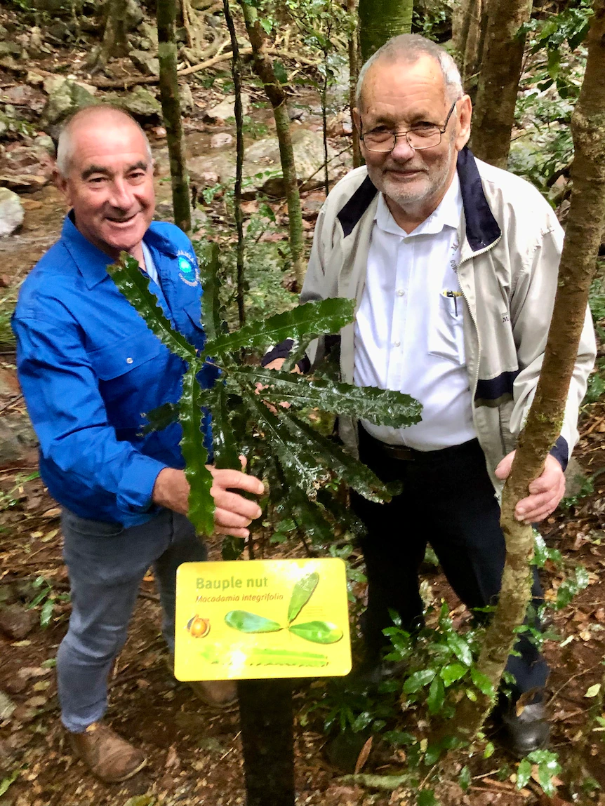 Wild macadamias ‘boggle the mind’ as conservationists flee to construct the veteran threatened species