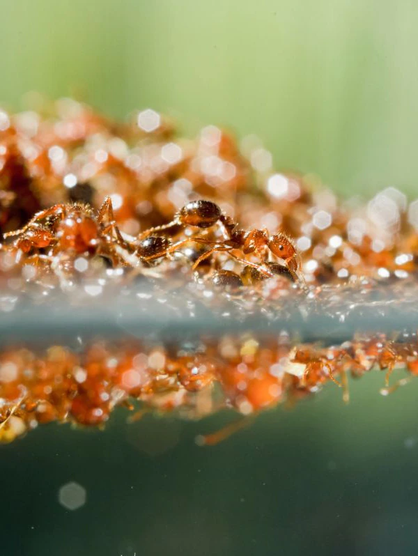 Fears invasive fire ants could per chance well have unfold at some point of Queensland’s floods