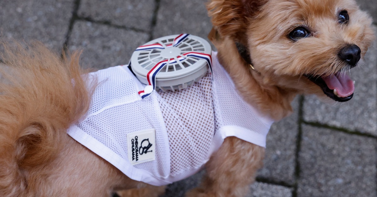 Japan’s cats and canines salvage wearable followers to beat sizzling warmth