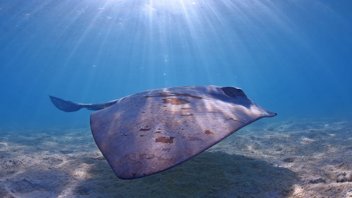 Stingrays recorded making sounds for the first time—but why is a mystery