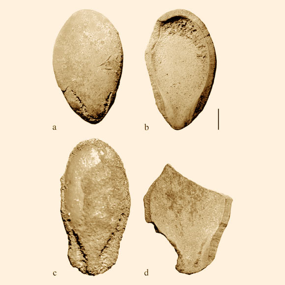 Gaze: 6,000-Yr-Stale Watermelon from Libya Turn into Old for Its Nutritious Seeds, No longer Its Flesh