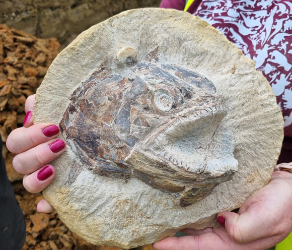 Admire Trove of Jurassic Fossils Chanced on in England