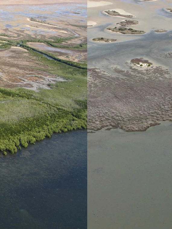 Scientists solve six-12 months mystery of catastrophic mangrove deaths