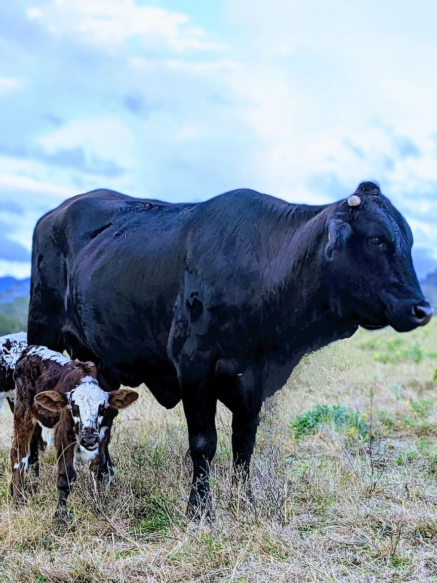 Grazier in a rush after discovering two sets of twins on Queensland farm