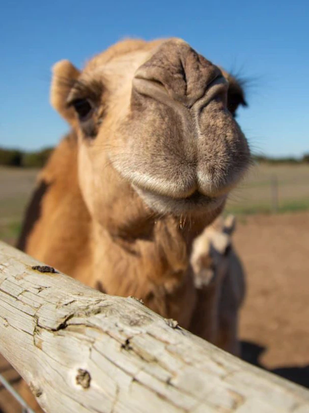 Ryan Butta has a bone to make a selection up with one in every of Australia’s easiest-identified writers and it be all thanks to camels