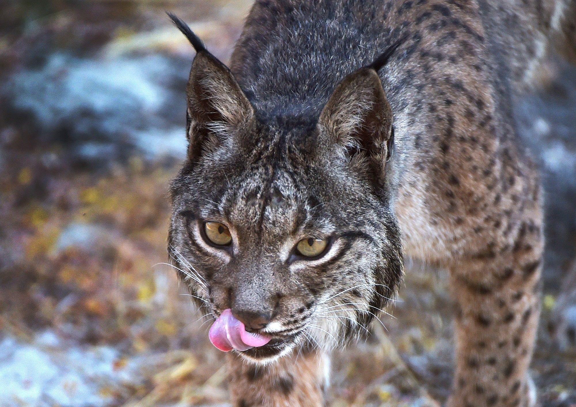 The strange case of an endangered wildcat and a disappearing fruit tree