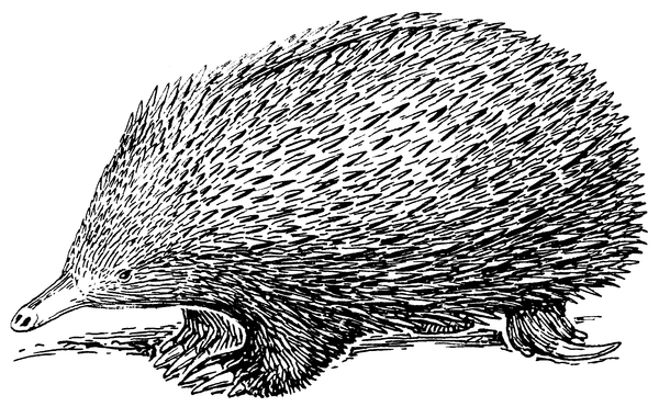 Why the Echidna is Australia’s Most Delightfully Assorted Mammal – Atlas Obscura