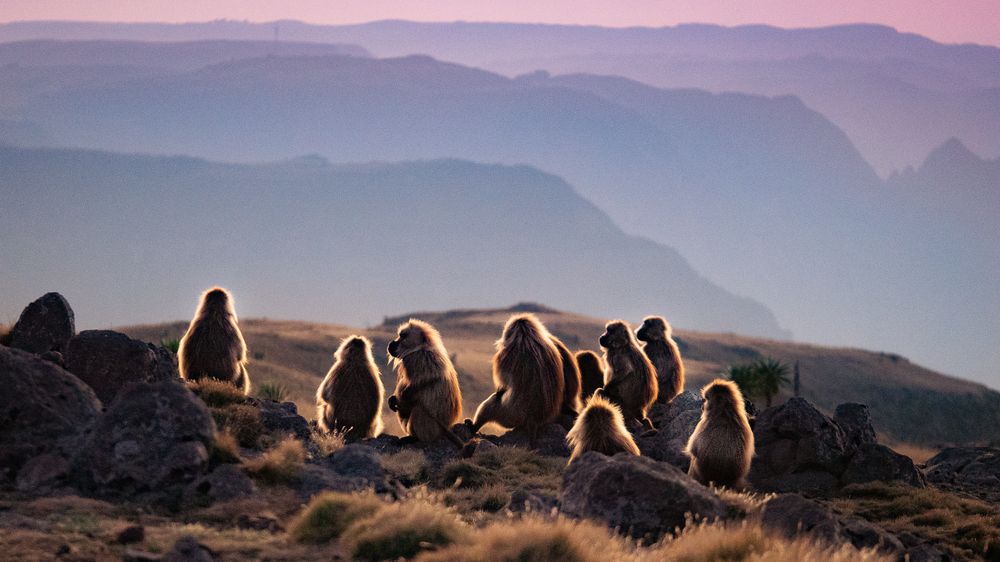 Interspecies Baboon Breeding May maybe per chance Illuminate Human History