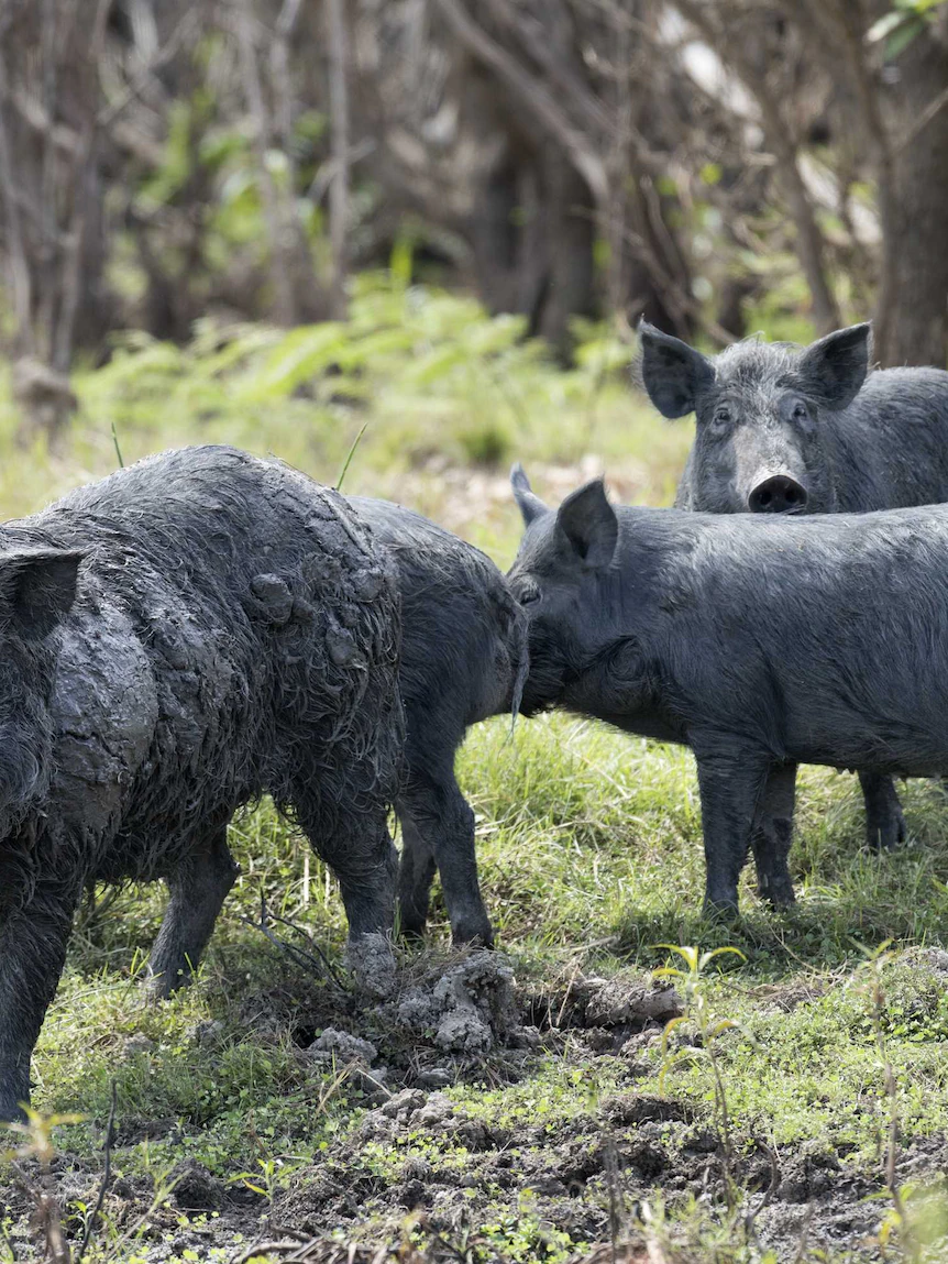 Feral pigs in the crosshairs amid rising foot-and-mouth fears